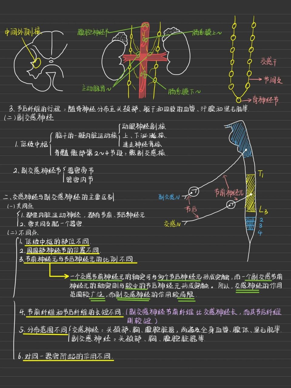 系统解剖学笔记图片