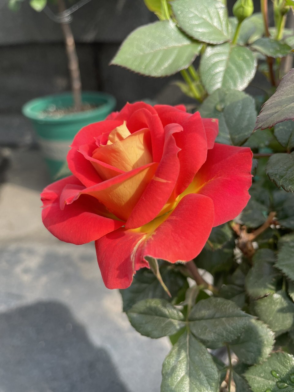 二乔双鱼座阳台月季推荐新手适合养的品种 我的双鱼座今天开了一朵