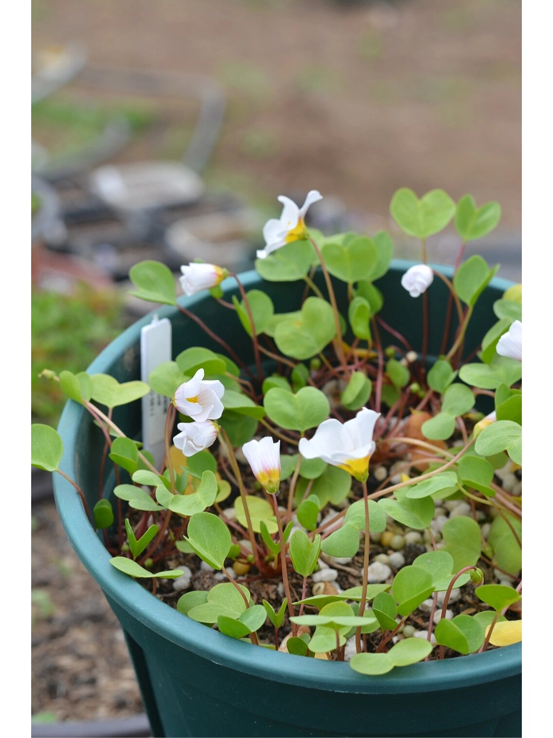酢浆草～一片心 叶子是可可爱爱的爱心形状98还是圆圆胖胖的爱心
