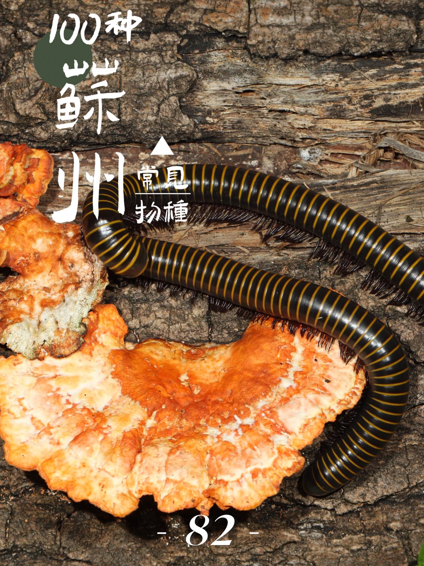 苏州物种科普