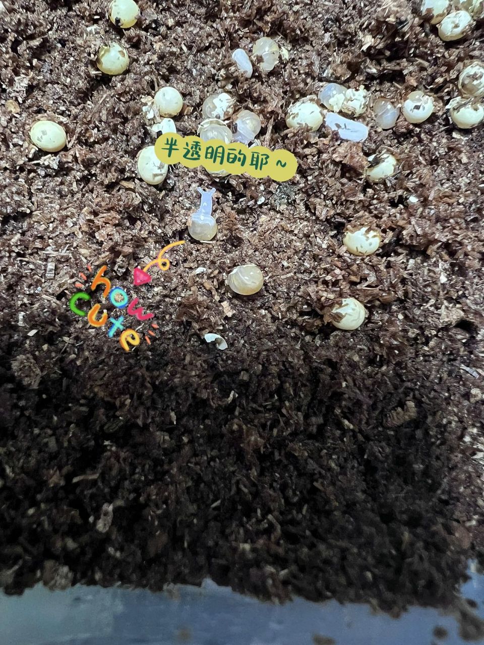 11天白玉蜗牛蛋9604孵化99记 想不到第一次当铲屎官是9693.