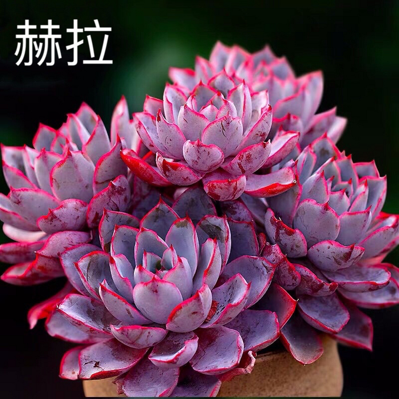 7715每天认识一款多肉91|赫拉| 78赫拉 echeveria hera