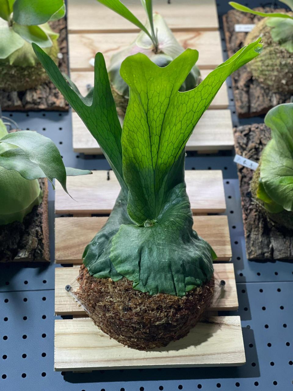 說說platycerium wandae女王鹿角蕨 女王鹿角蕨platycerium wandae,是