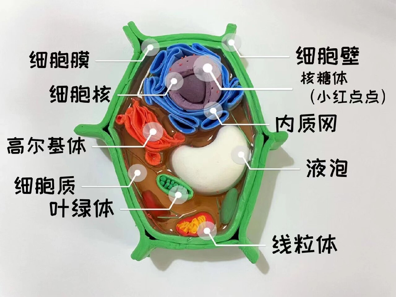 生物模型制作图片