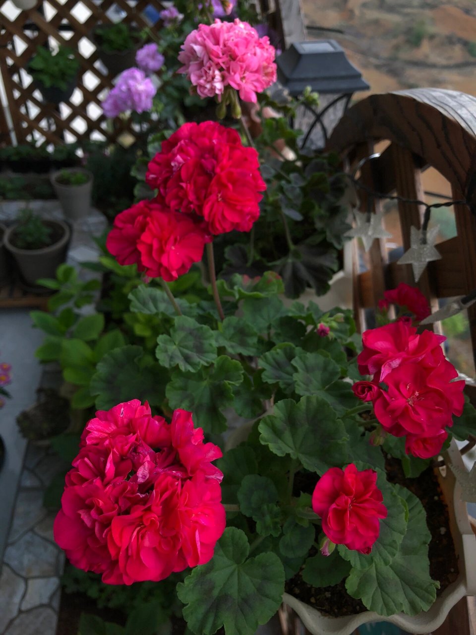 天竺葵重彩胭脂 一个实物比图片好看的品种,重彩胭脂,矮生,勤花