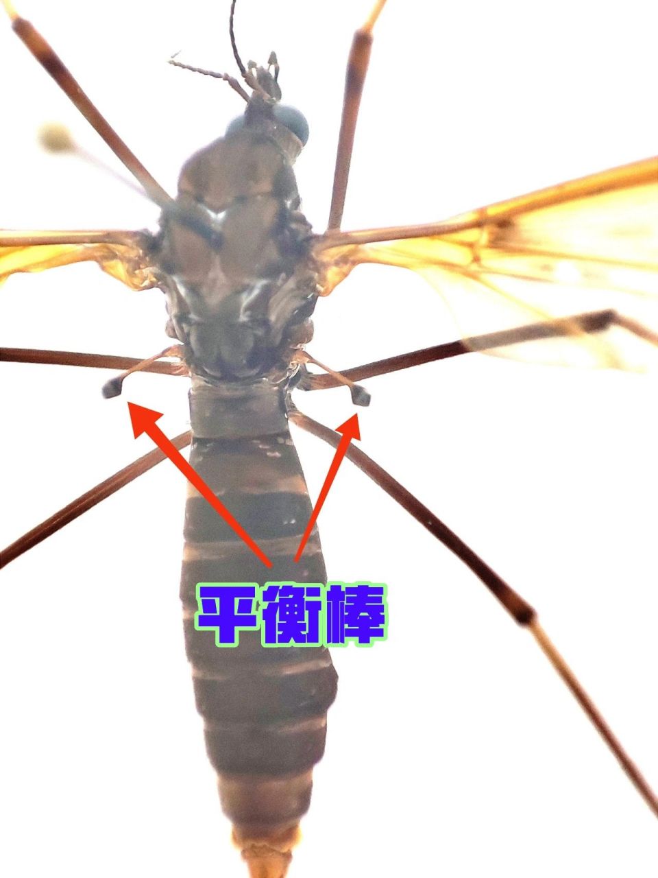 夏日昆虫|不吸血的大蚊子 这种巨型蚊子名字叫做大蚊,大蚊属于双翅目