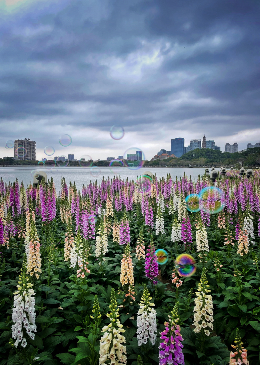 顺德 顺峰山公园 毛地黄花海 顺峰山公园的毛地黄花海进入盛花期,往大