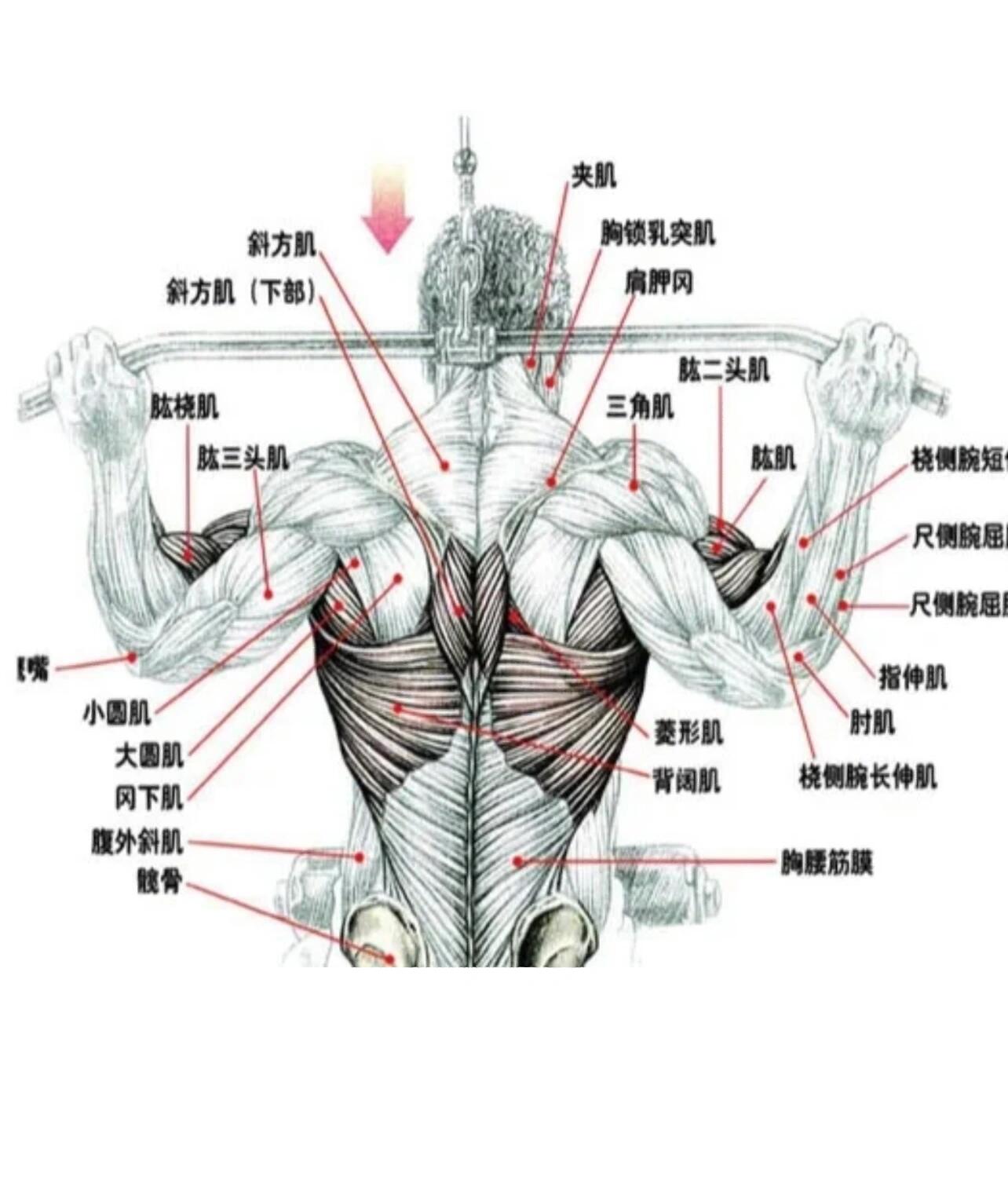 9099蛙泳图详解~瘦子坚持游泳的第 1156601566年