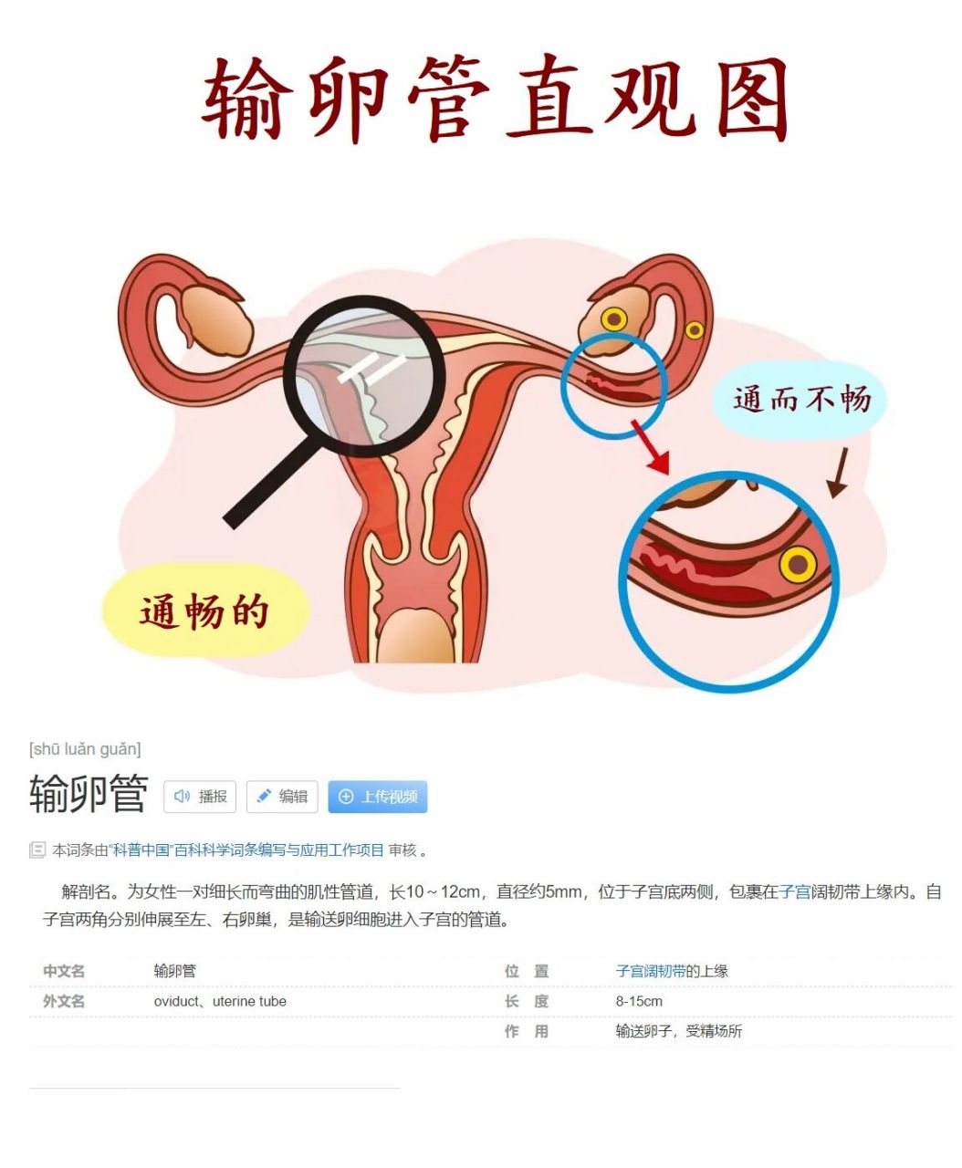 6701李医生你好,我左侧输卵管通而不畅,右侧通畅还能正常怀孕吗?