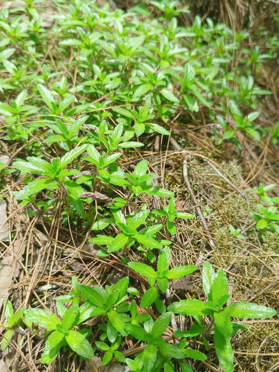 云南大山里的小山茶,夏天不上火全靠它 小时候一到夏天,妈妈就会上山