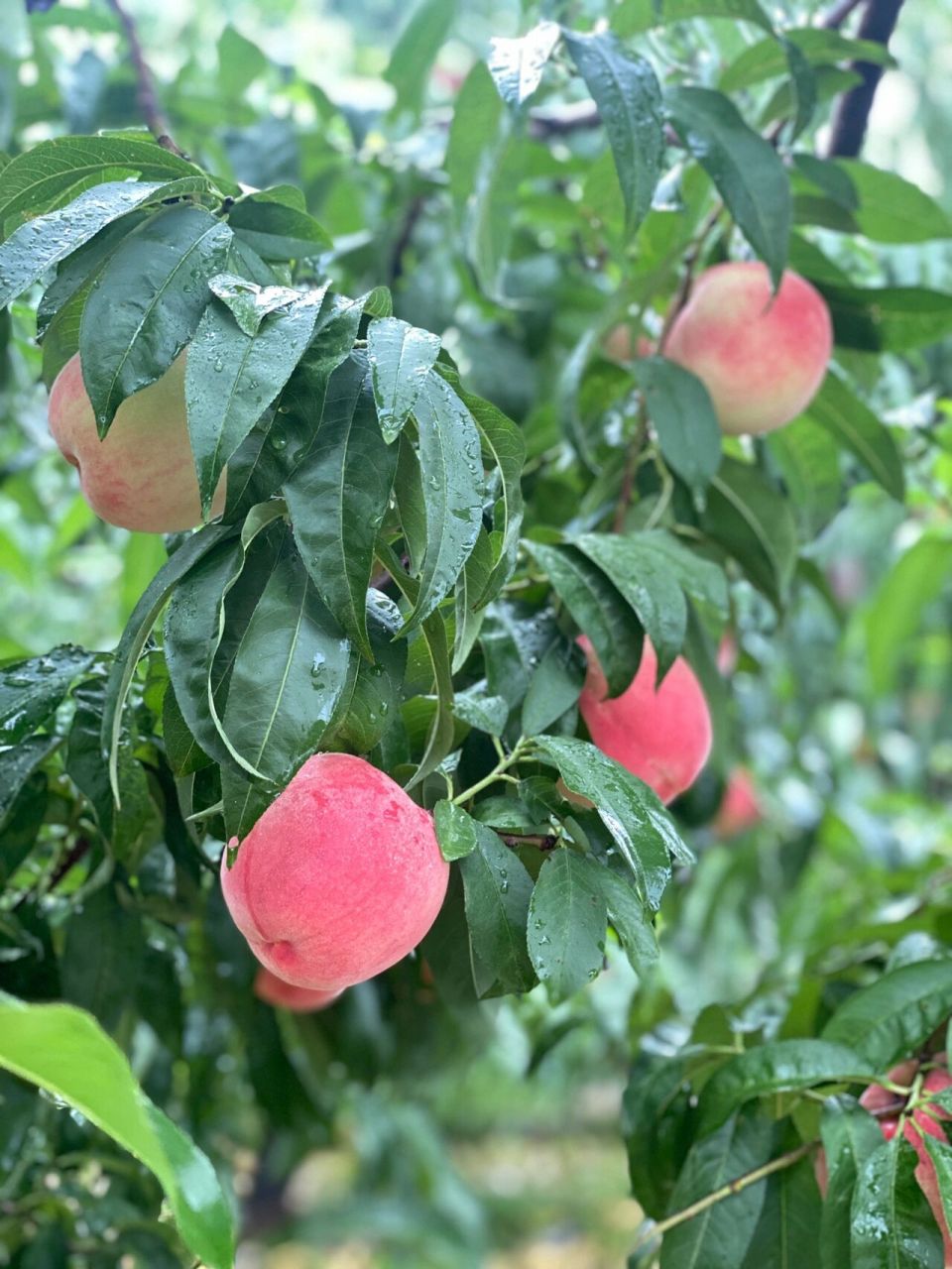 平谷大桃采摘攻略 📍:导航目的地1⃣️后西路2⃣️平关路3