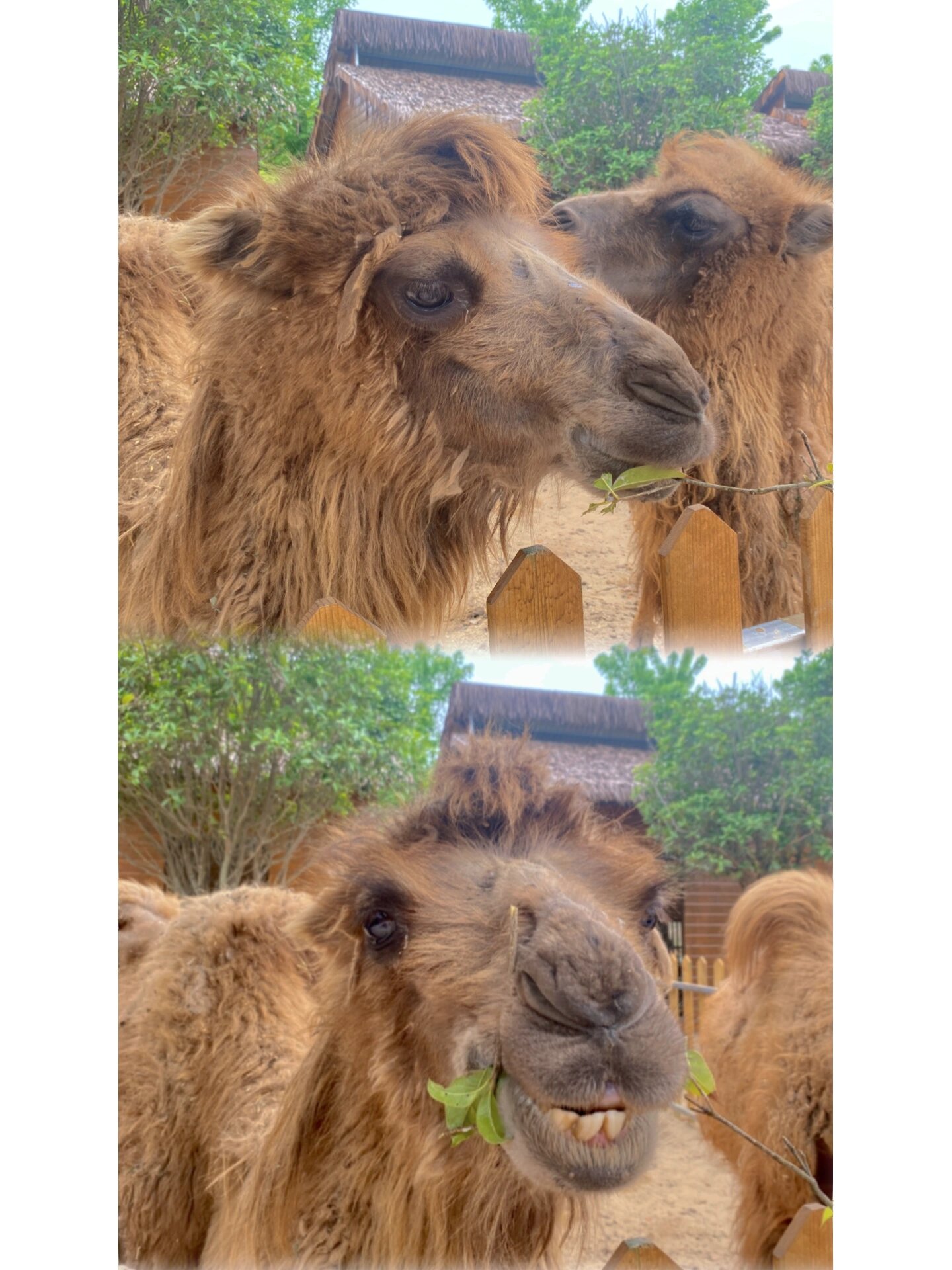 南阳野生动物园