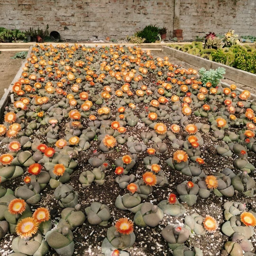 多肉元宝 遍地开花