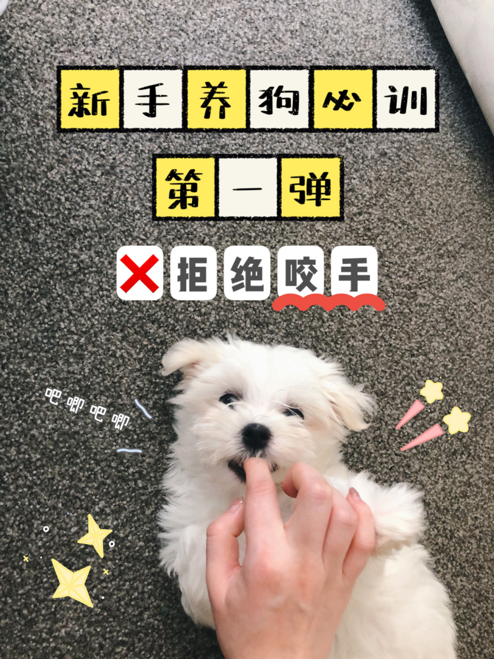 幼犬必训11566|不打不骂 三步解决狗狗咬手 软糖9周大回家的时候