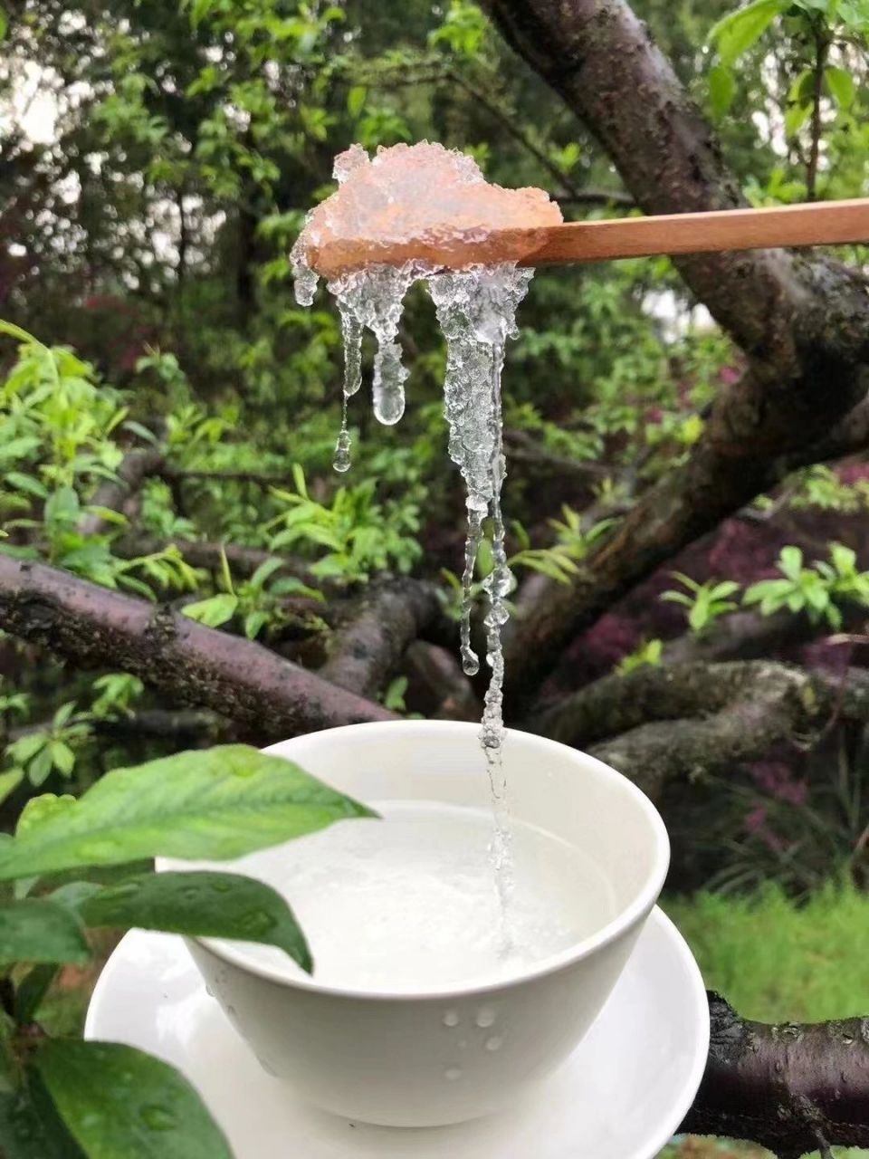 雪燕是苹婆属刺苹婆树的木髓分泌物,主要产自缅甸和我国云南地区