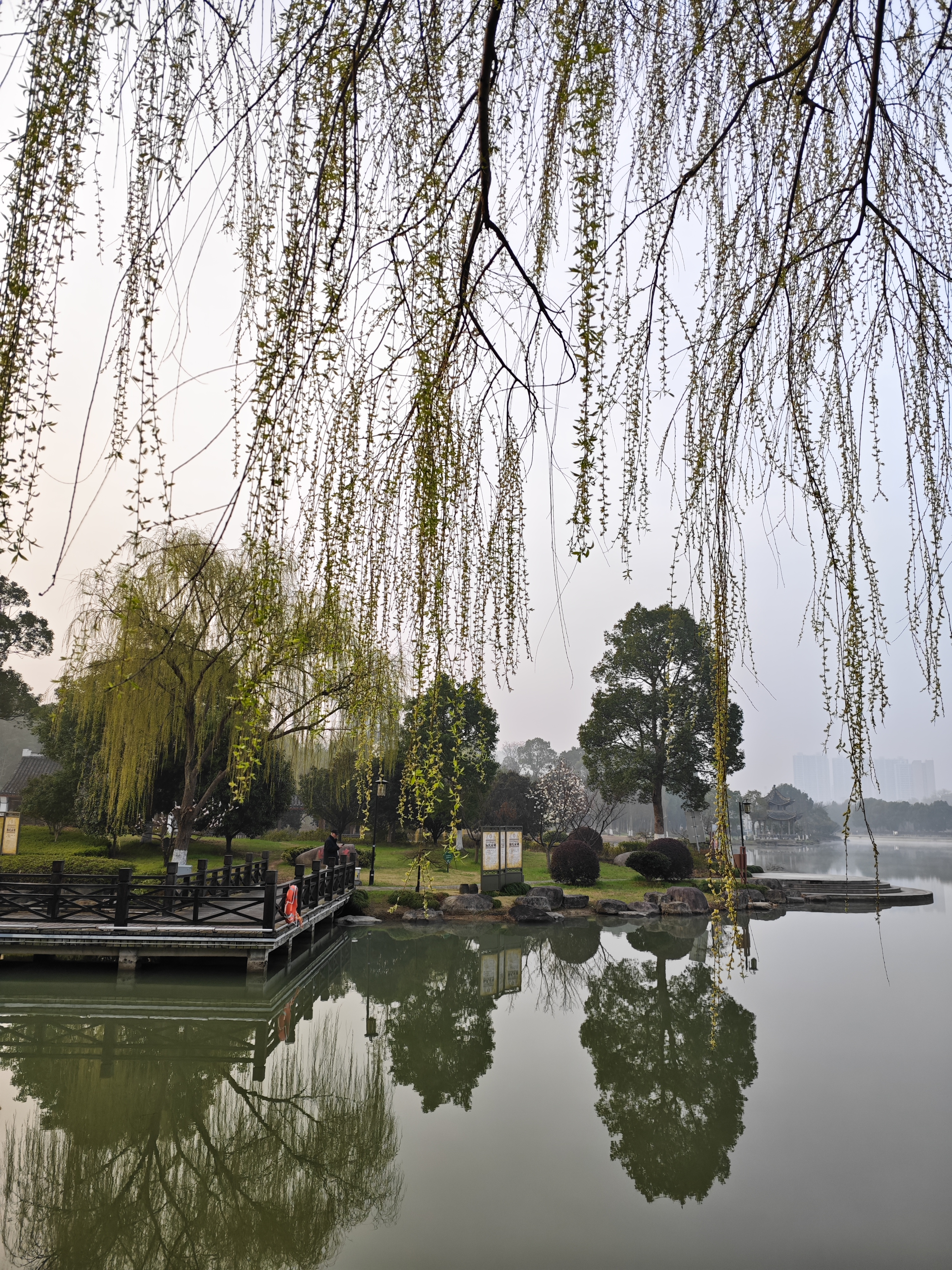 柳树随风飘  春景美如画奉化仁湖公园垂柳郁郁葱葱马宜奋碧玉妆成一树