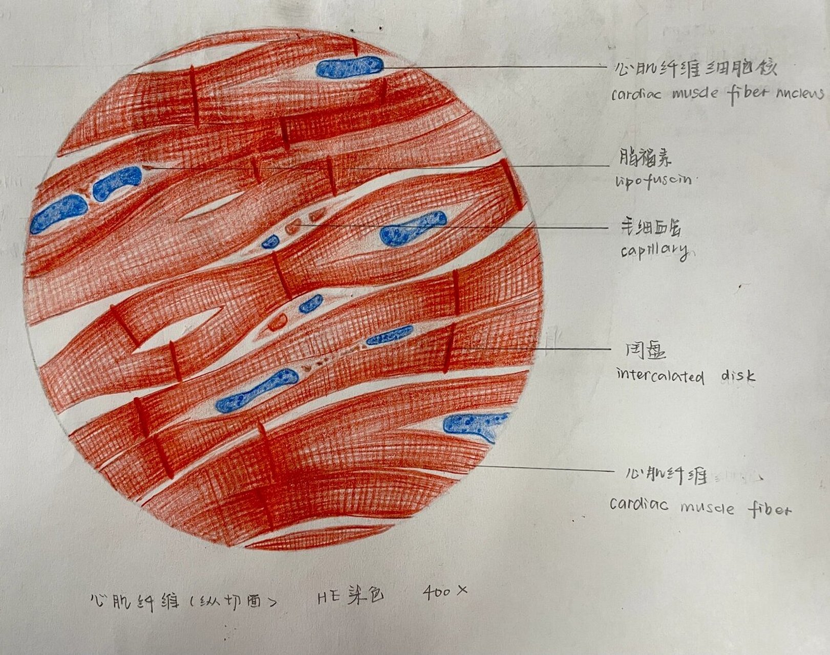 组胚绘图3-心肌纤维(纵切面)