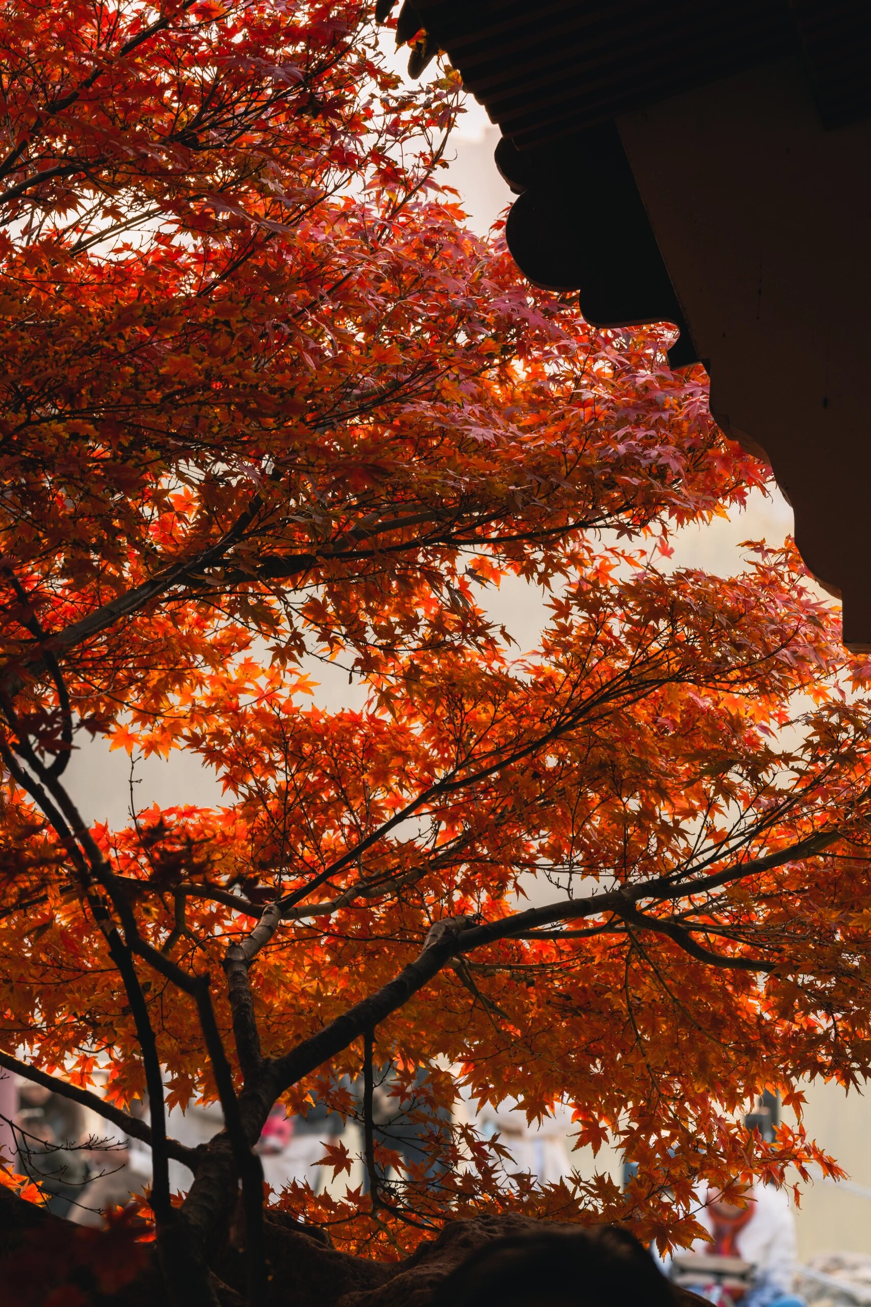 红叶树图片 深秋的树林里,红叶在空中翩翩起舞,讲述着