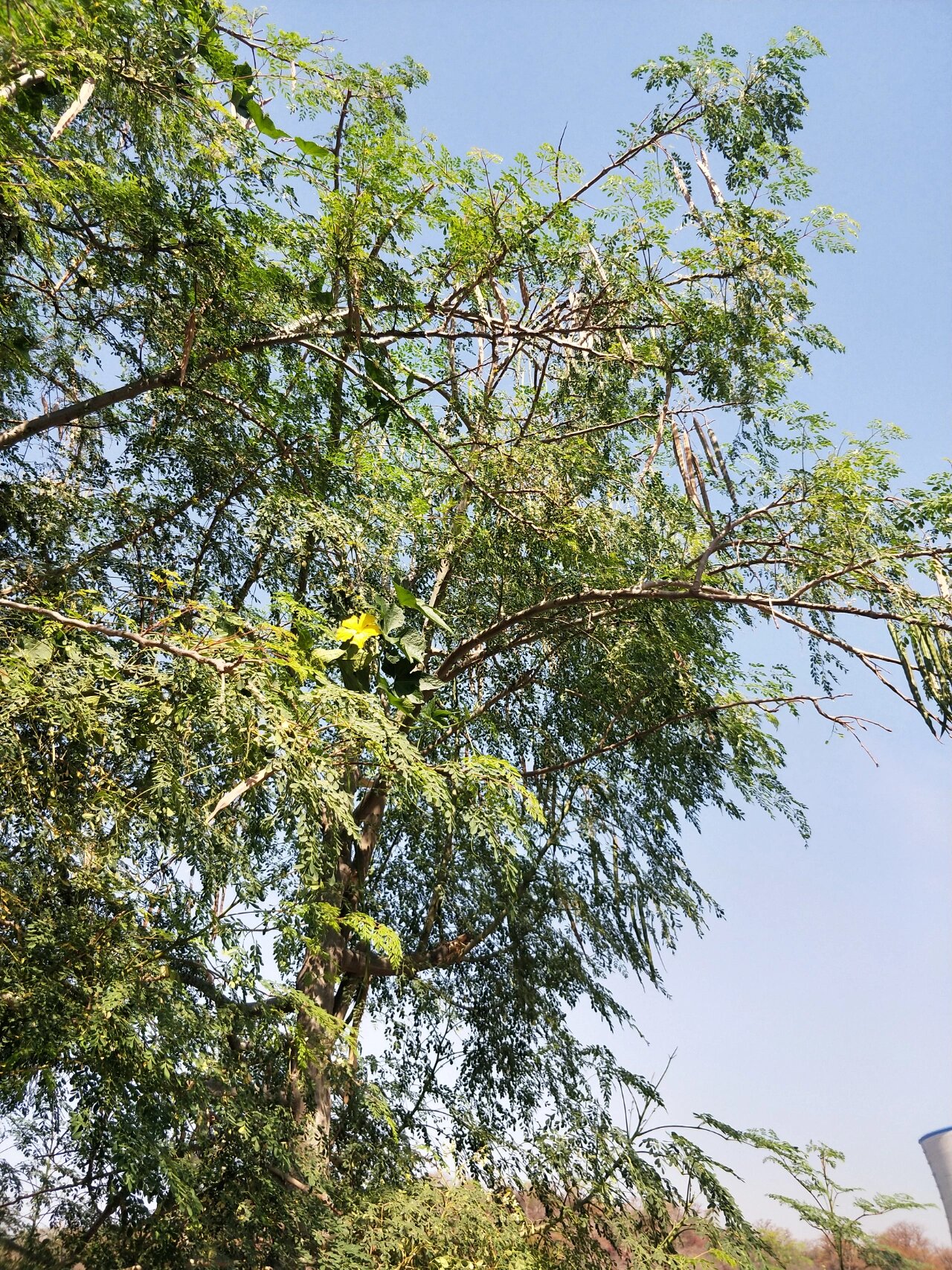 世界三宝,浑身是宝的辣木籽树