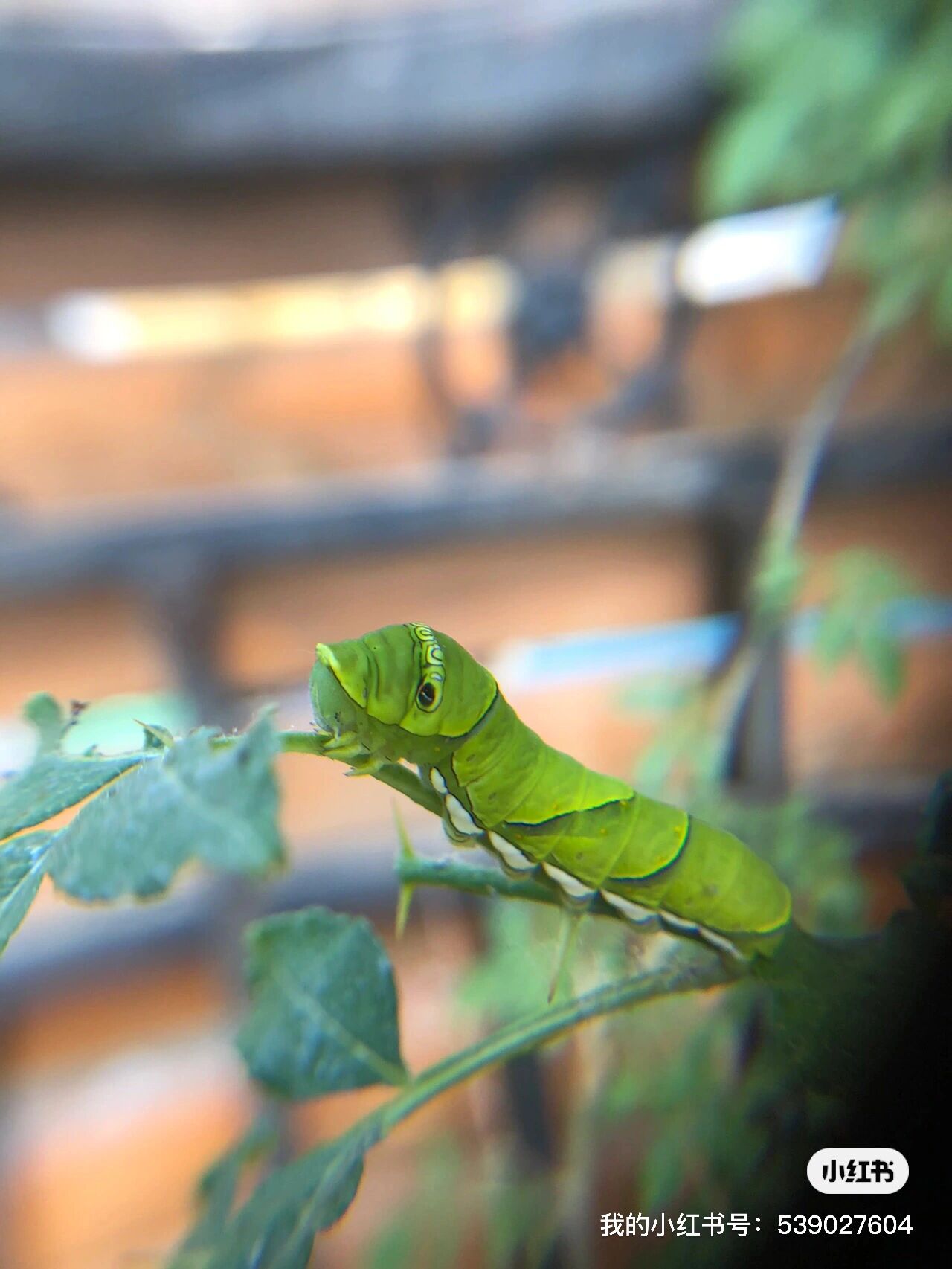 酷虫记1——发现花椒凤蝶幼虫 前几天看《土堆们的世界》公号,提到