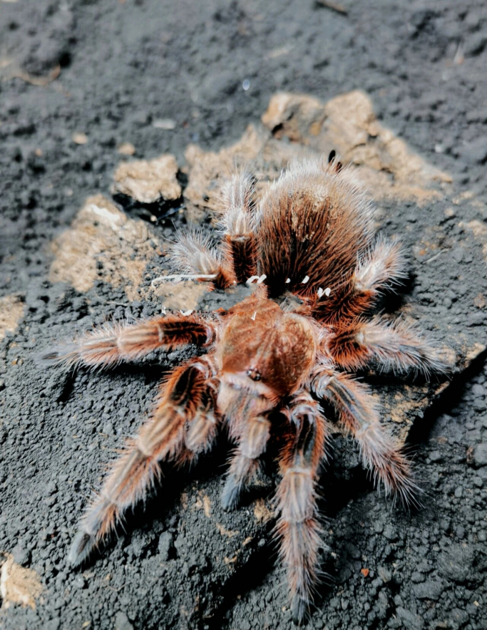 自养蜘蛛:g属智利火玫瑰 智利火玫瑰 grammostola rosea 生活在智利