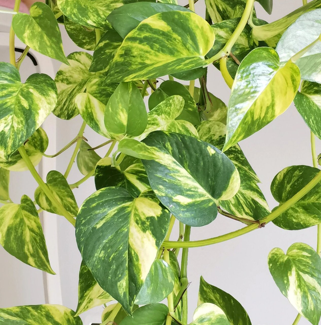 花叶绿萝 黄金葛也有叫它花叶,黄锦,黄金主人,油画绿萝的.