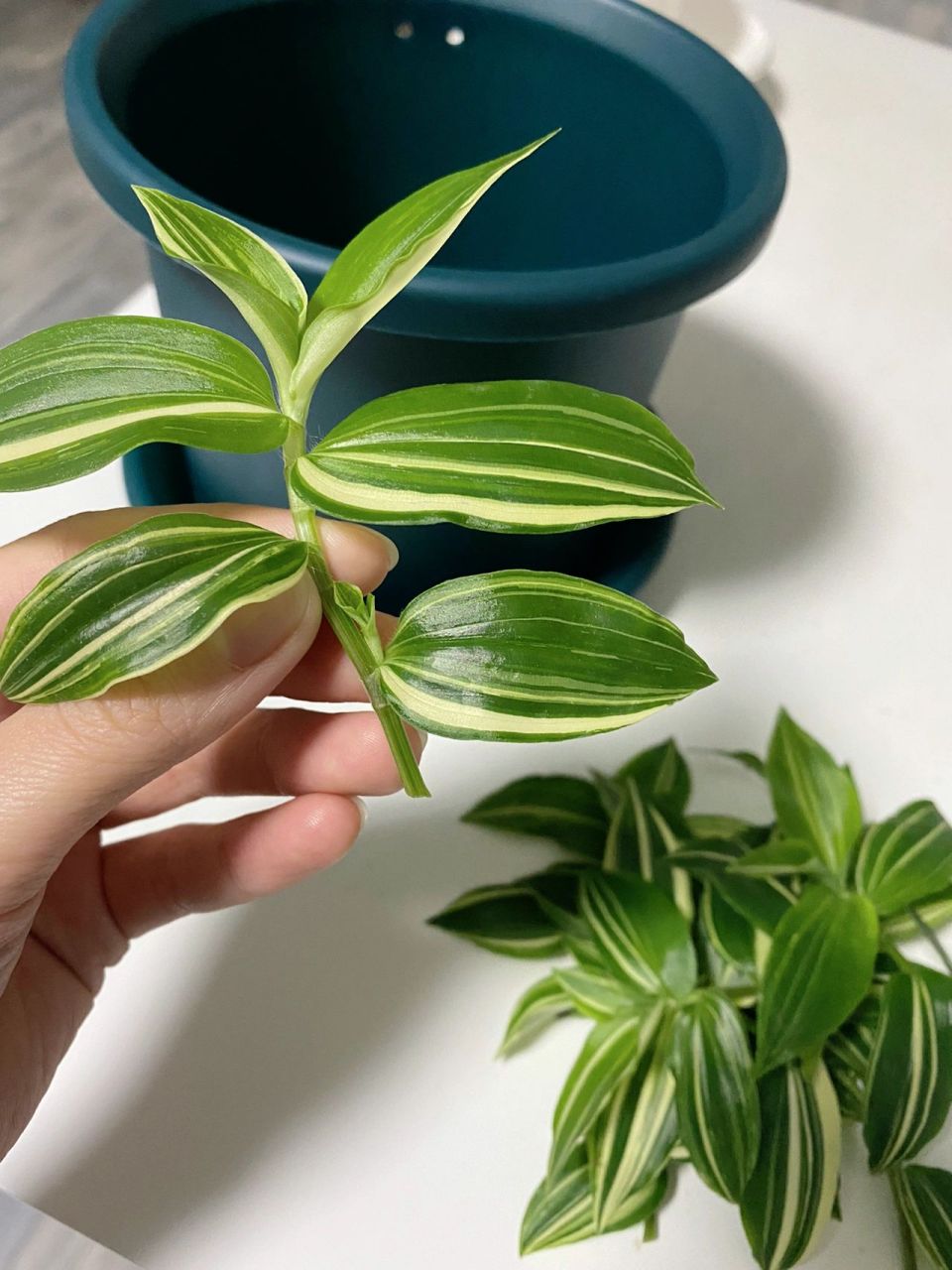 青白玉吊兰爆盆记95 是个宝,同城花友置换很美好00 法师多肉79