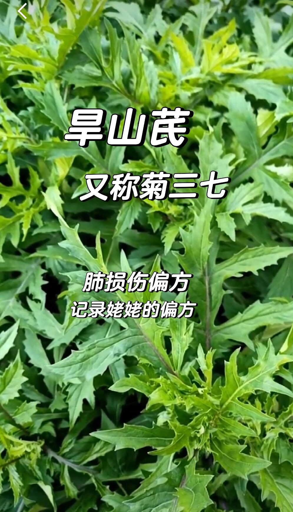 旱山奇植物图片图片