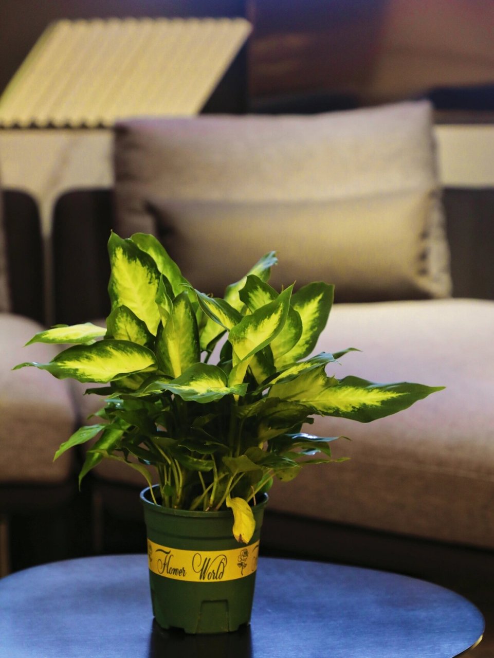 粉黛万年青,干净清爽的室内绿植 粉黛万年青算是花叶万年青中的一种