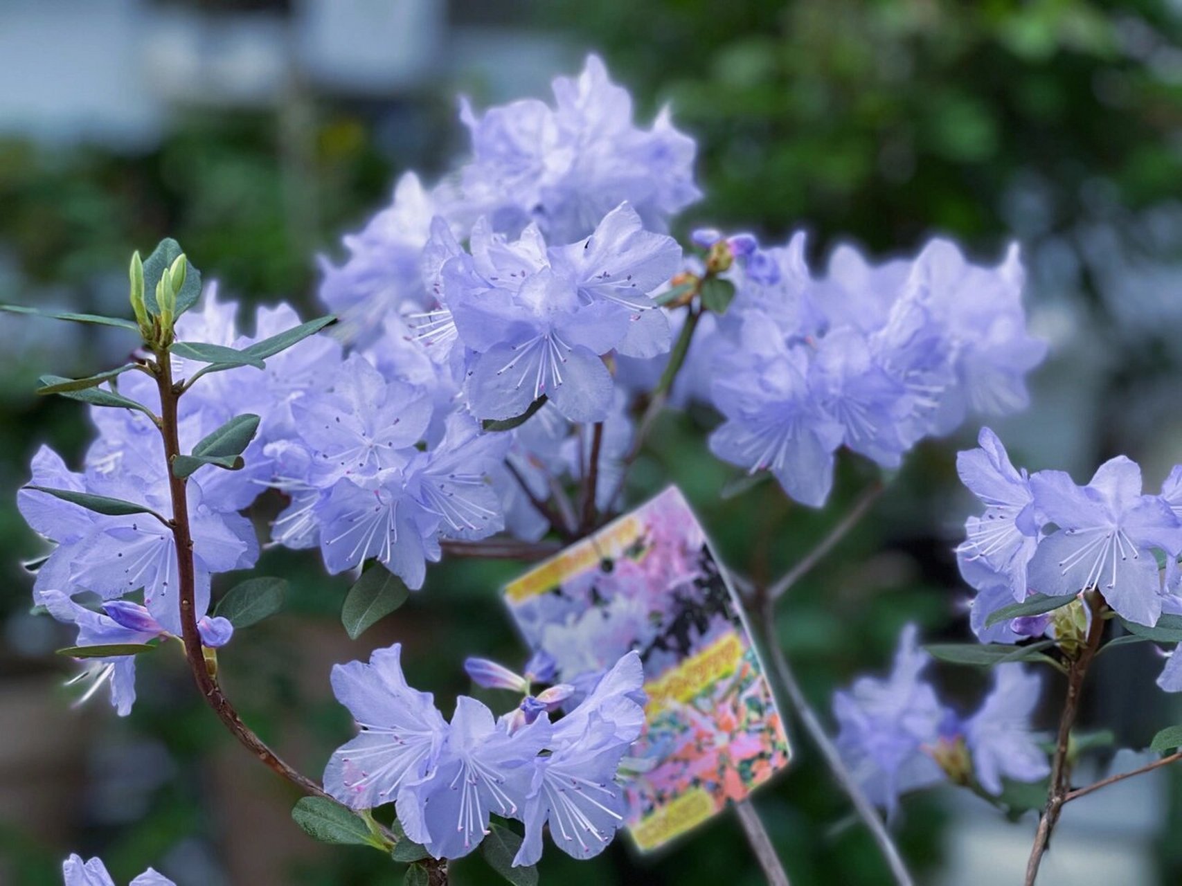 感谢姐妹让我拥有蓝色杜鹃 哈哈哈哈
