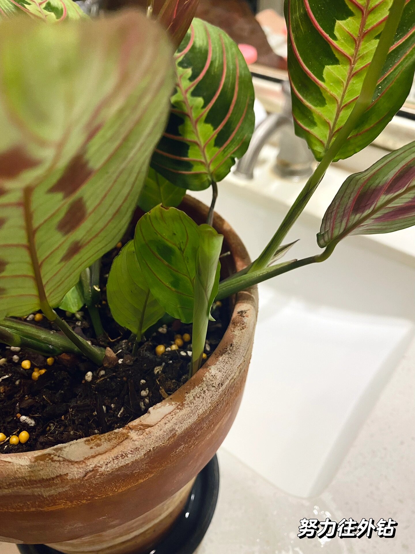 91之前油画竹芋没养多久就叶片焦边挂掉了,这次入手蝉叶竹芋还有