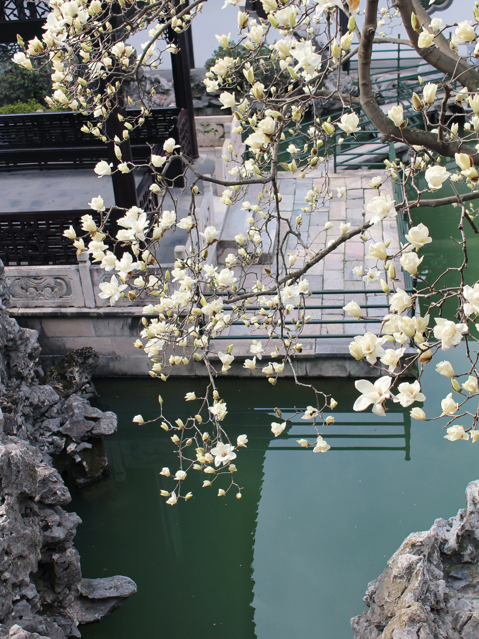 "你一句真不晚02我就到了真江南" 扬州何园的玉兰花终于到了盛放