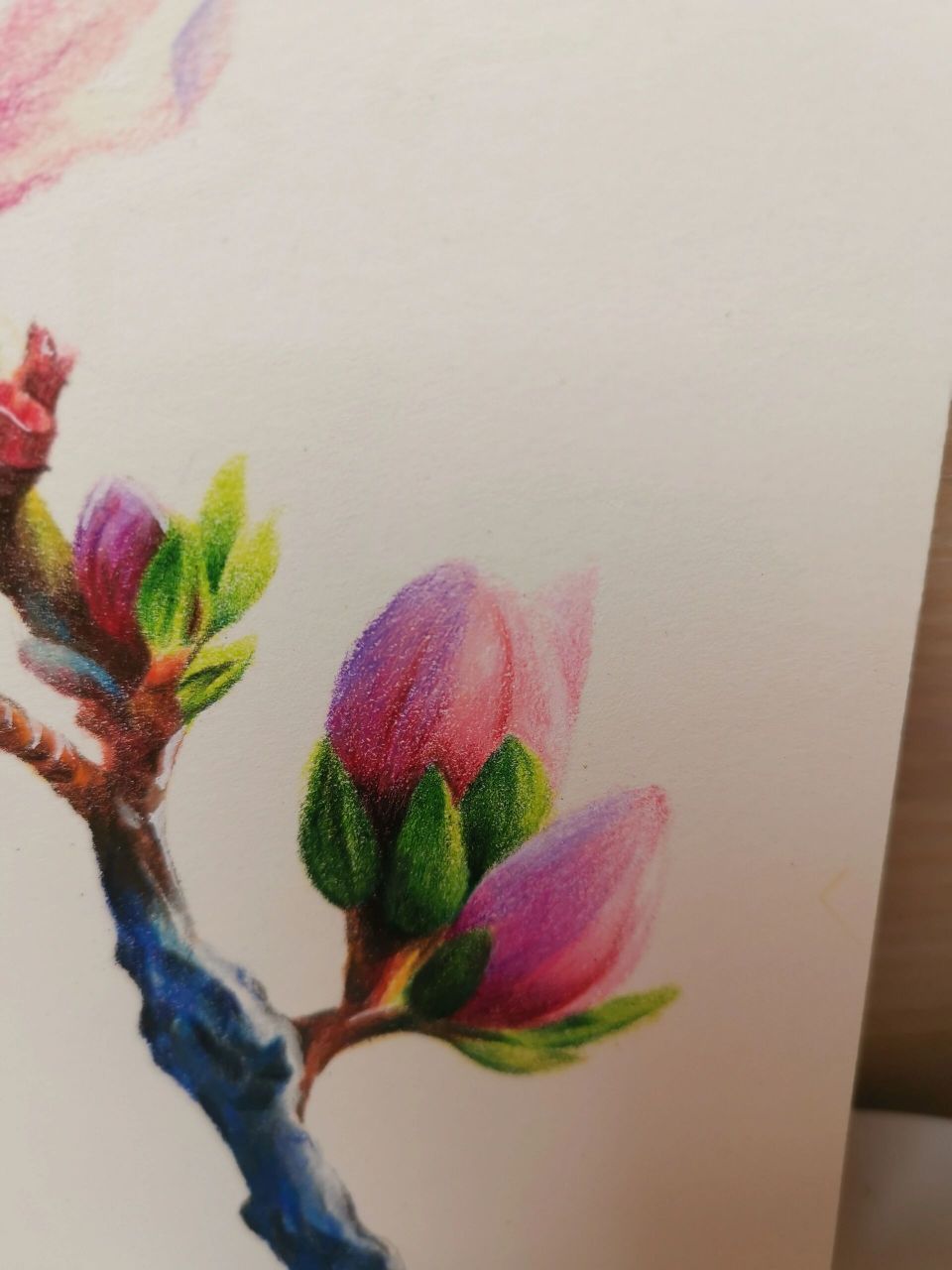 彩铅桃花附带绘画过程和线稿图 春天来啦,太喜欢现在的天气了,不冷不