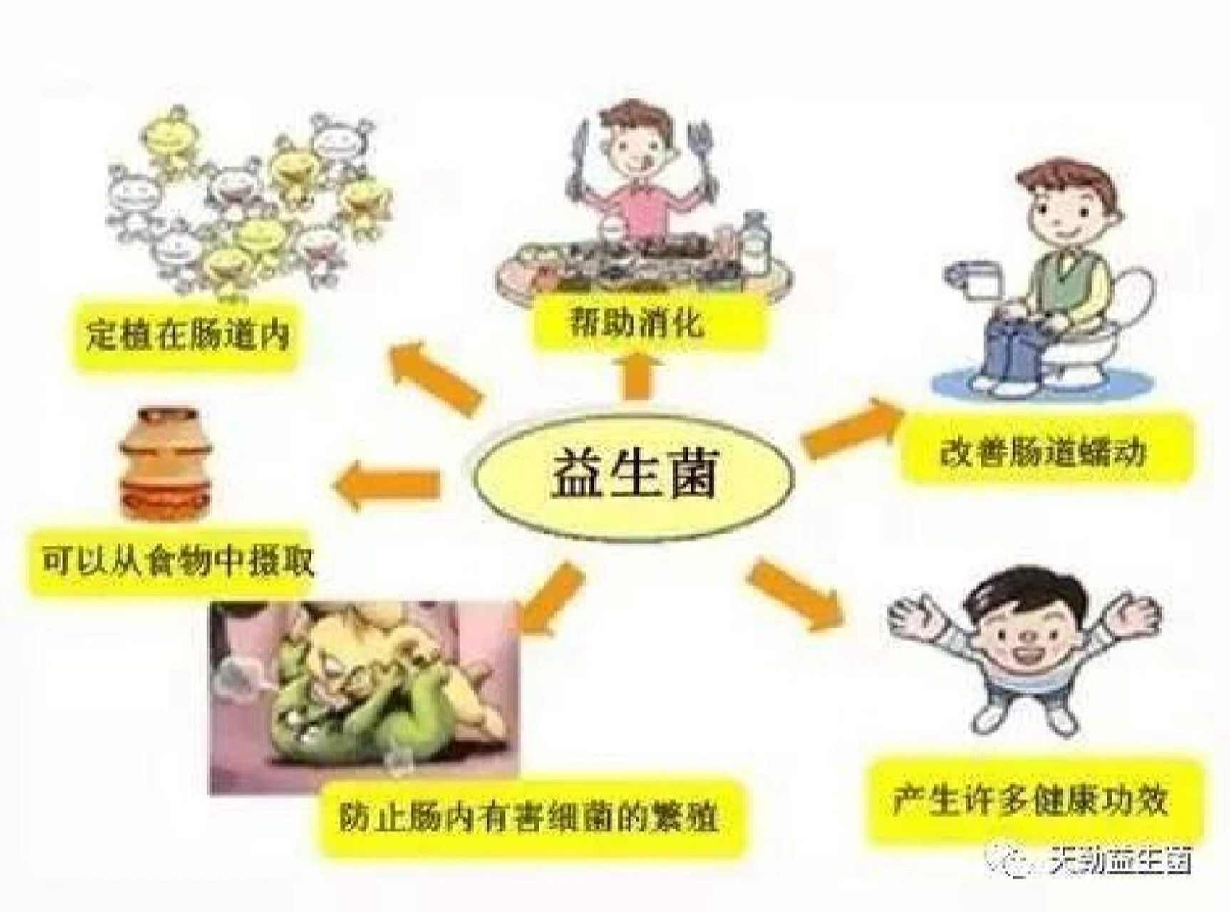 益生菌的功效/适用人群/禁忌人群 一,什么是益生菌?