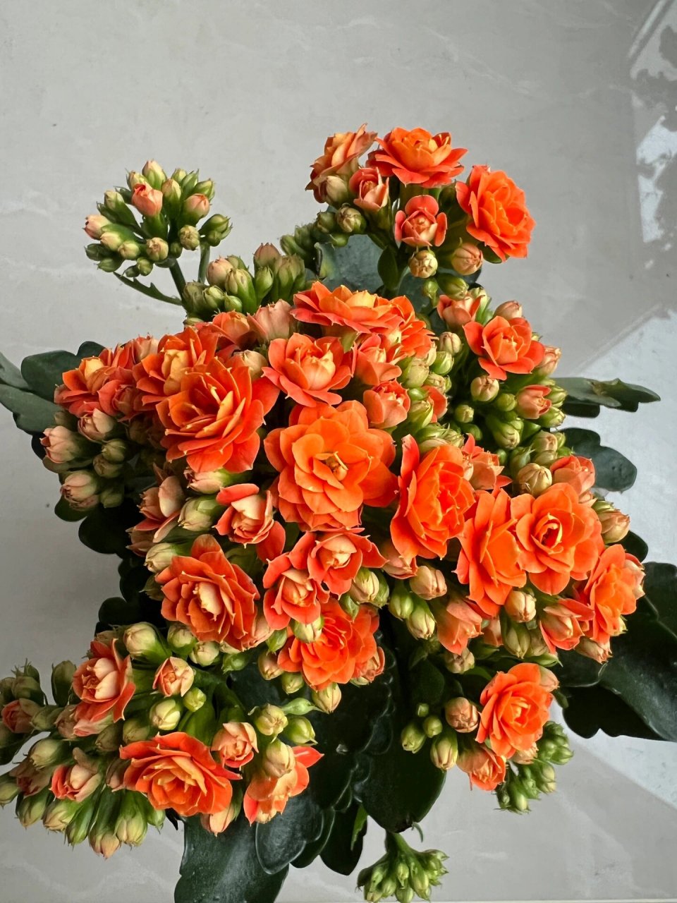 艾格尼斯——喜爱橙色系的长寿花党看过来~ 长寿花橙色重瓣漂亮极了