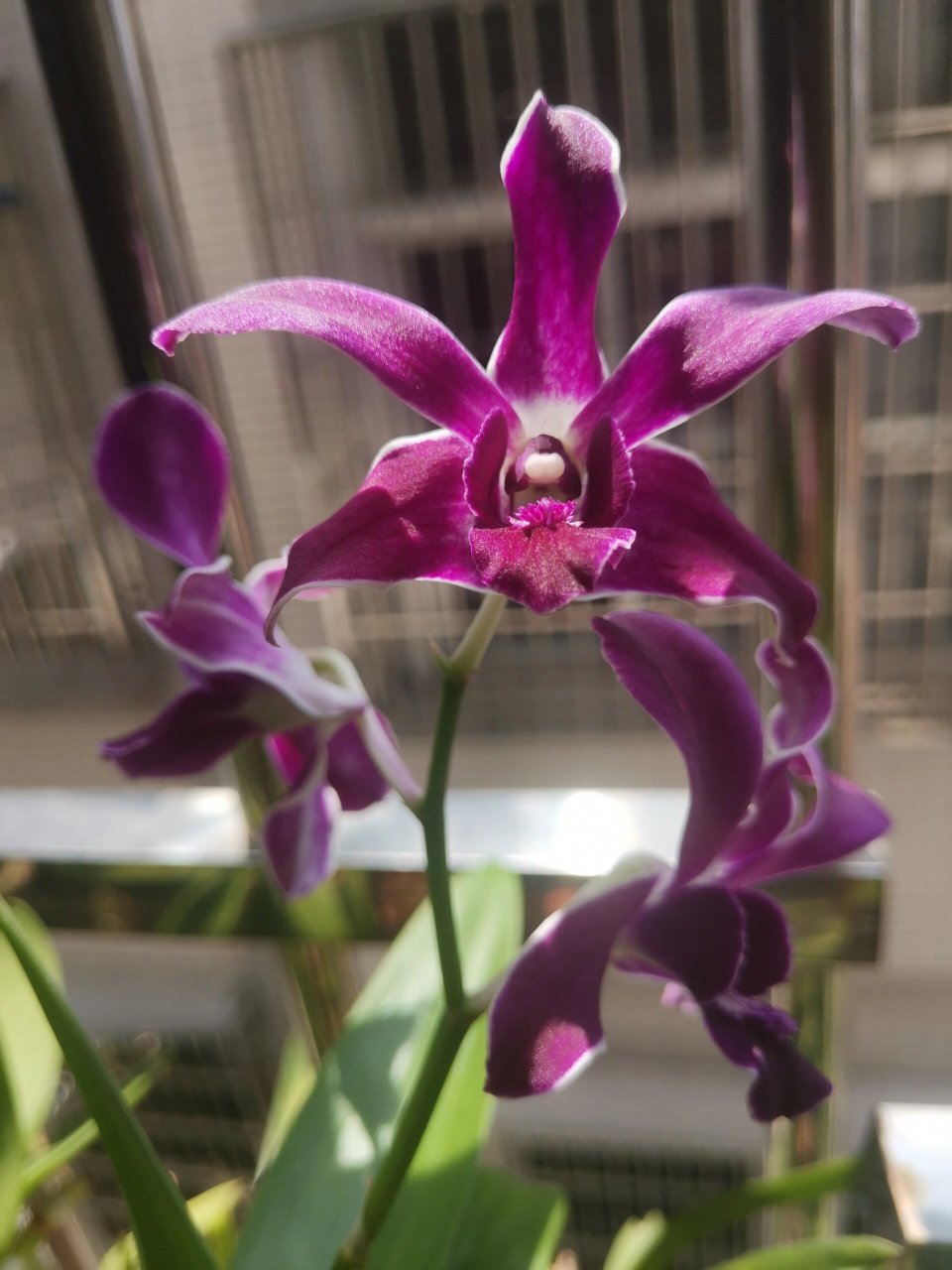 秋石斛红宝石 秋石斛真的一颗就够了