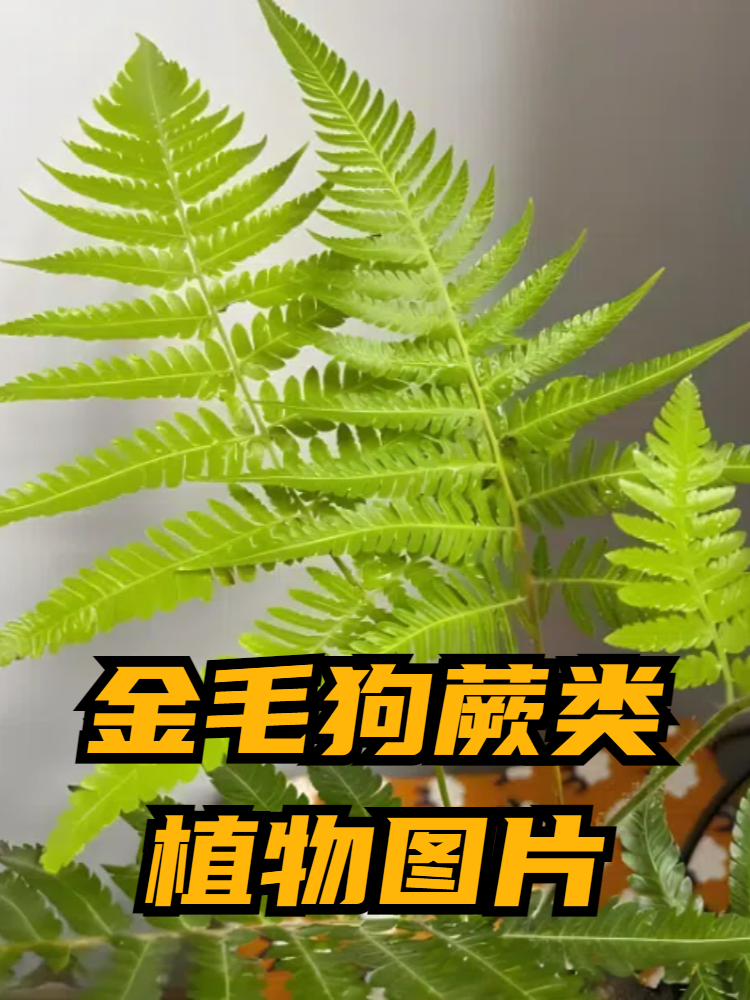 金毛蕨植物寓意图片