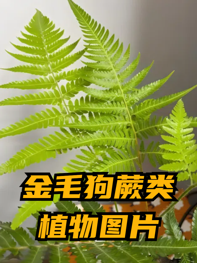 金毛狗蕨类植物图片
