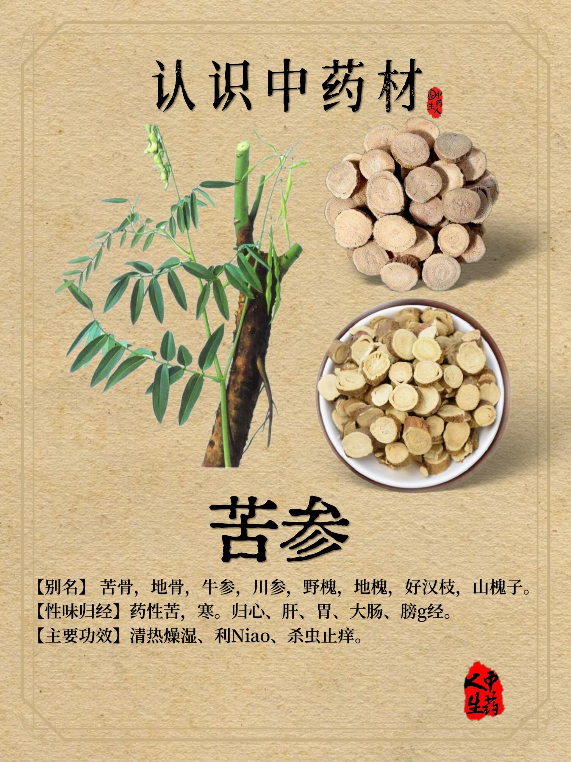 中药材—【苦参