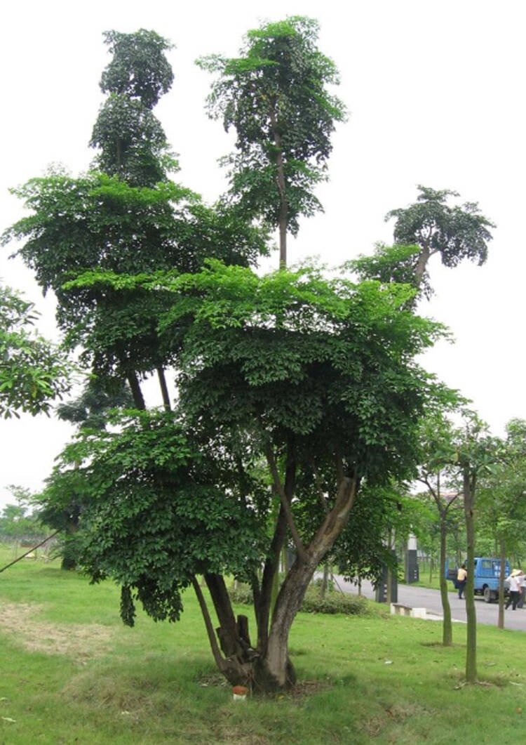 每天认识一种植物|幌伞枫