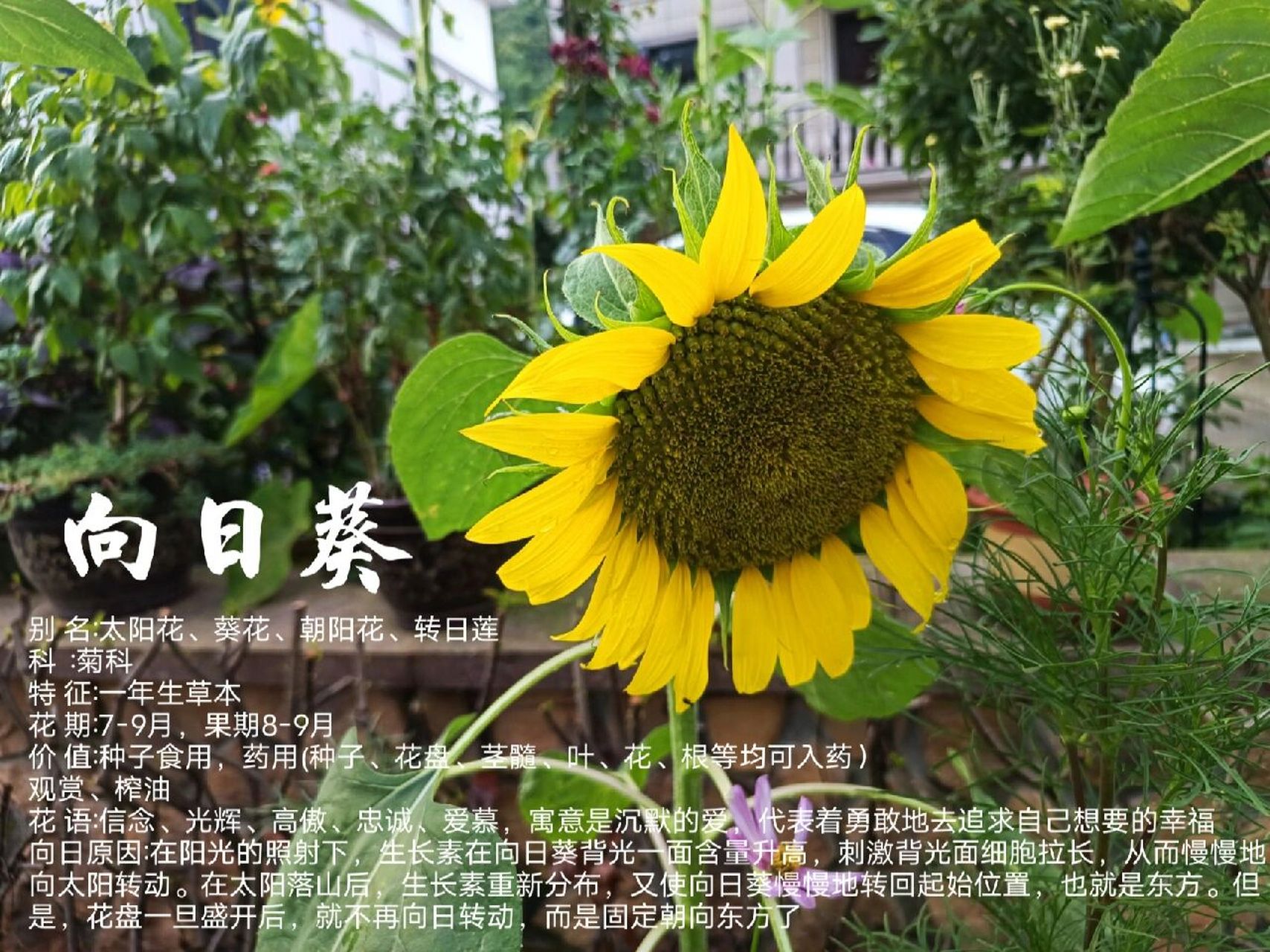 植物小科普～向日葵 别 名:太阳花,葵花,朝阳花,转日莲 科  :菊科 特
