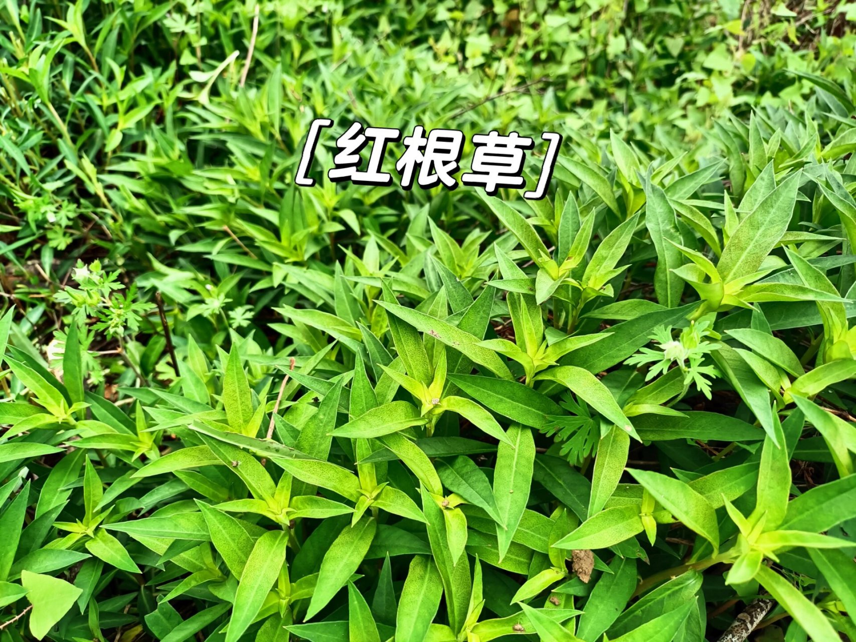 功效与作用 活血化瘀,疏风清热 红根草是一味中草药,是唇形科鼠尾草属