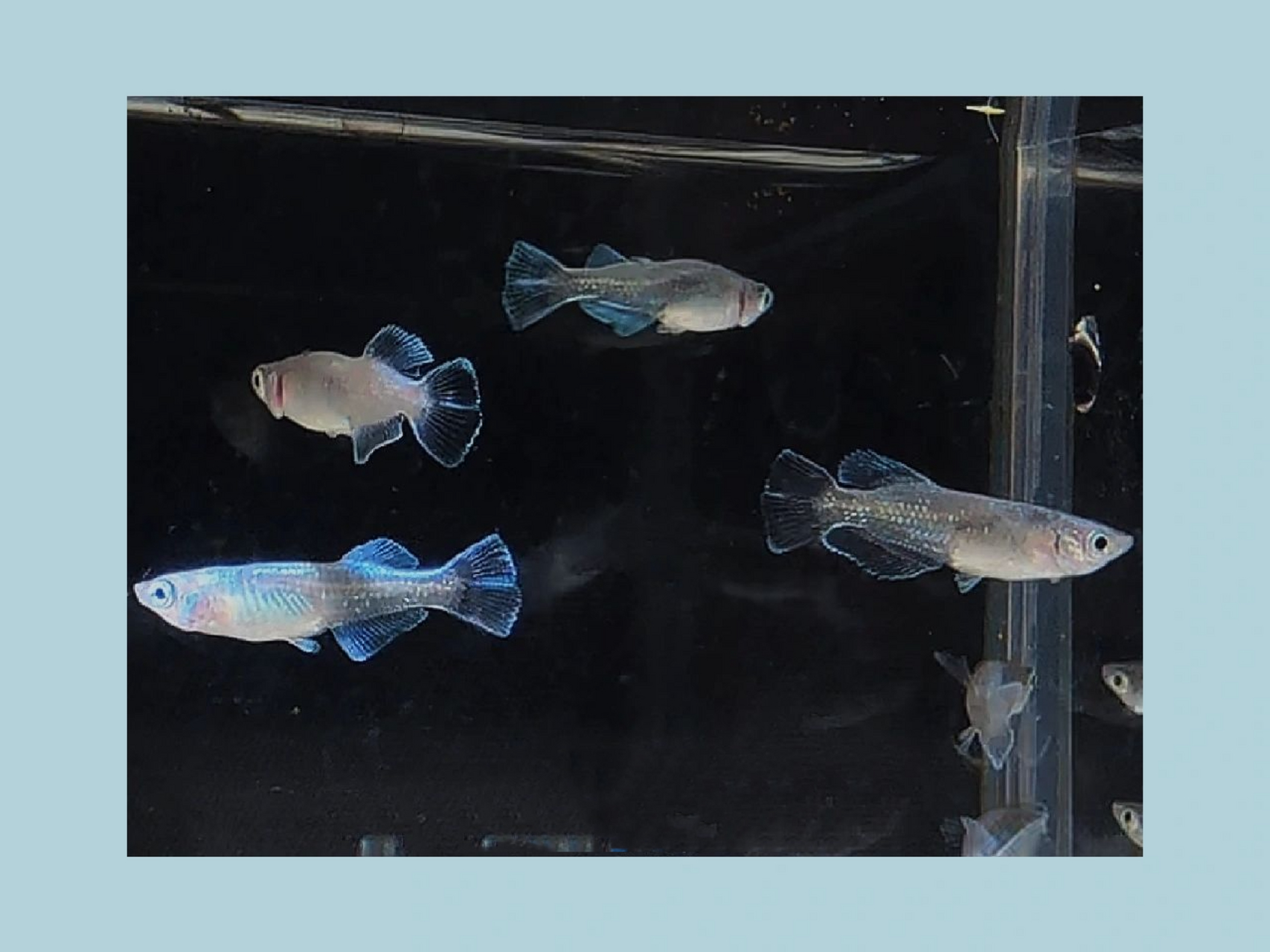 适合侧观的青鳉——龙蓝9797 不用打氧  颜值