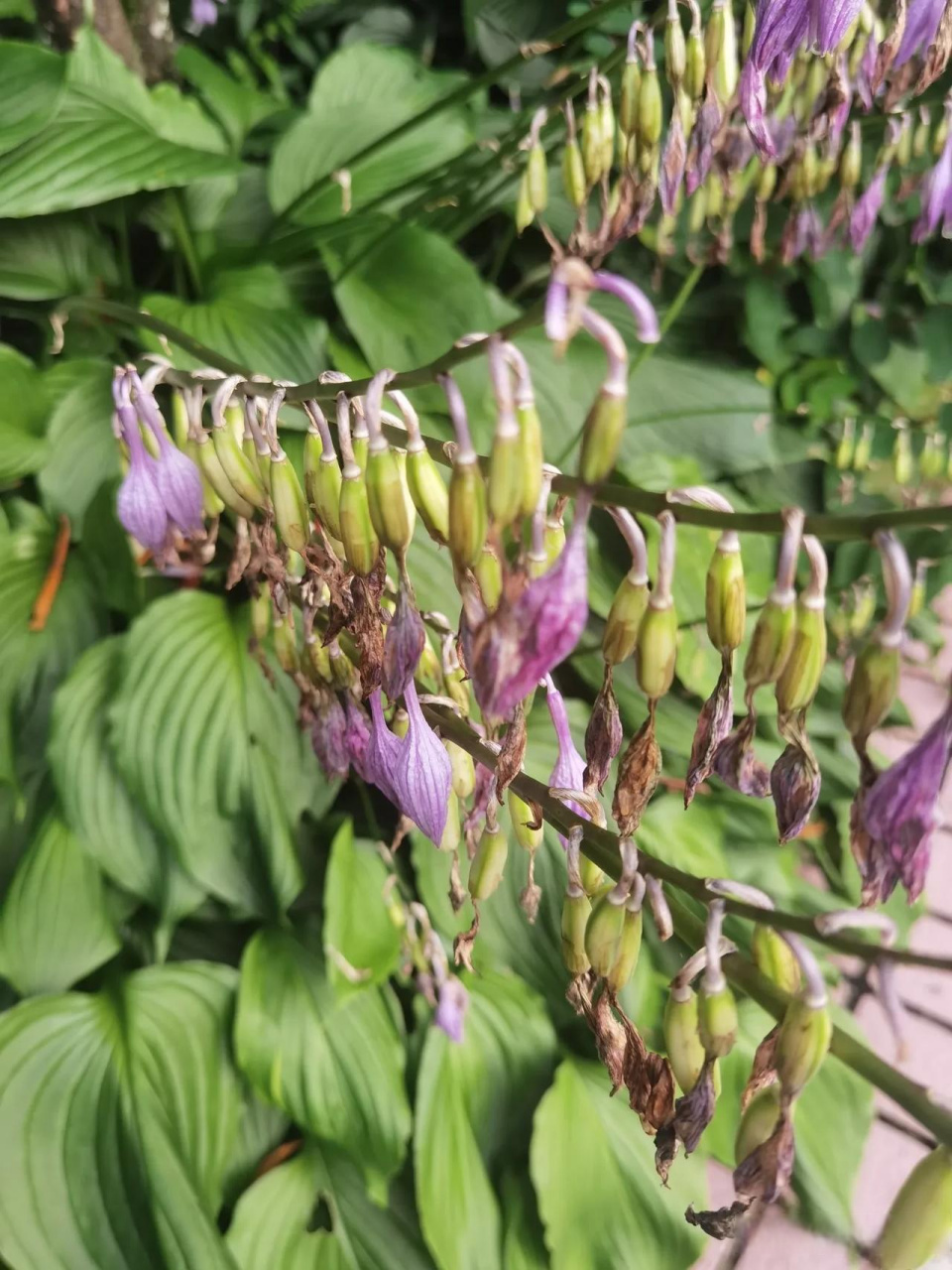 前些天才看见玉簪鲜花怒放,如今玉簪花儿在凋谢,性急的都变成了果实