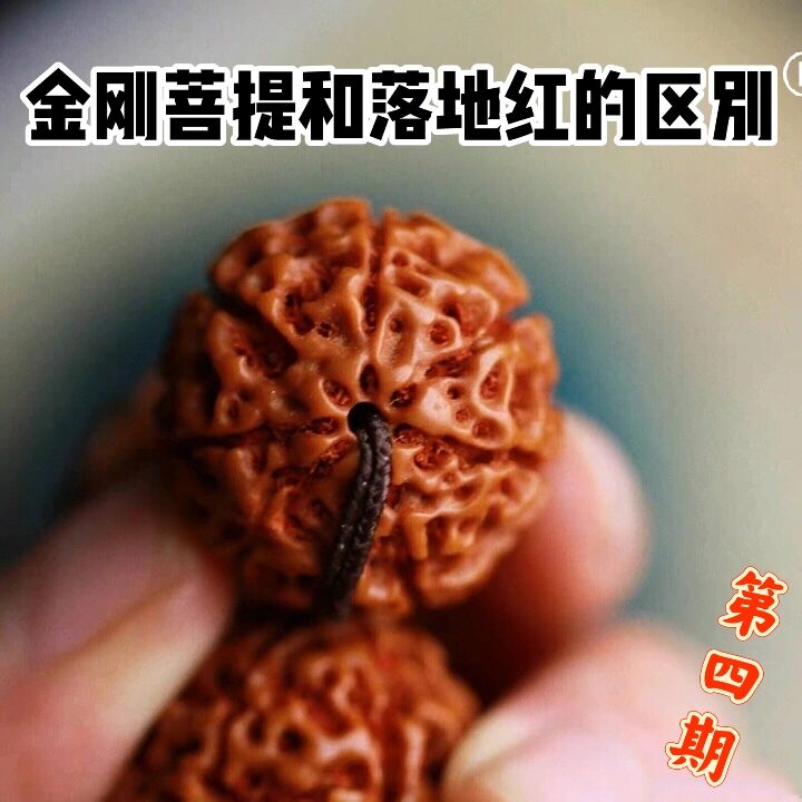 如何分辨金刚菩提和落地红
