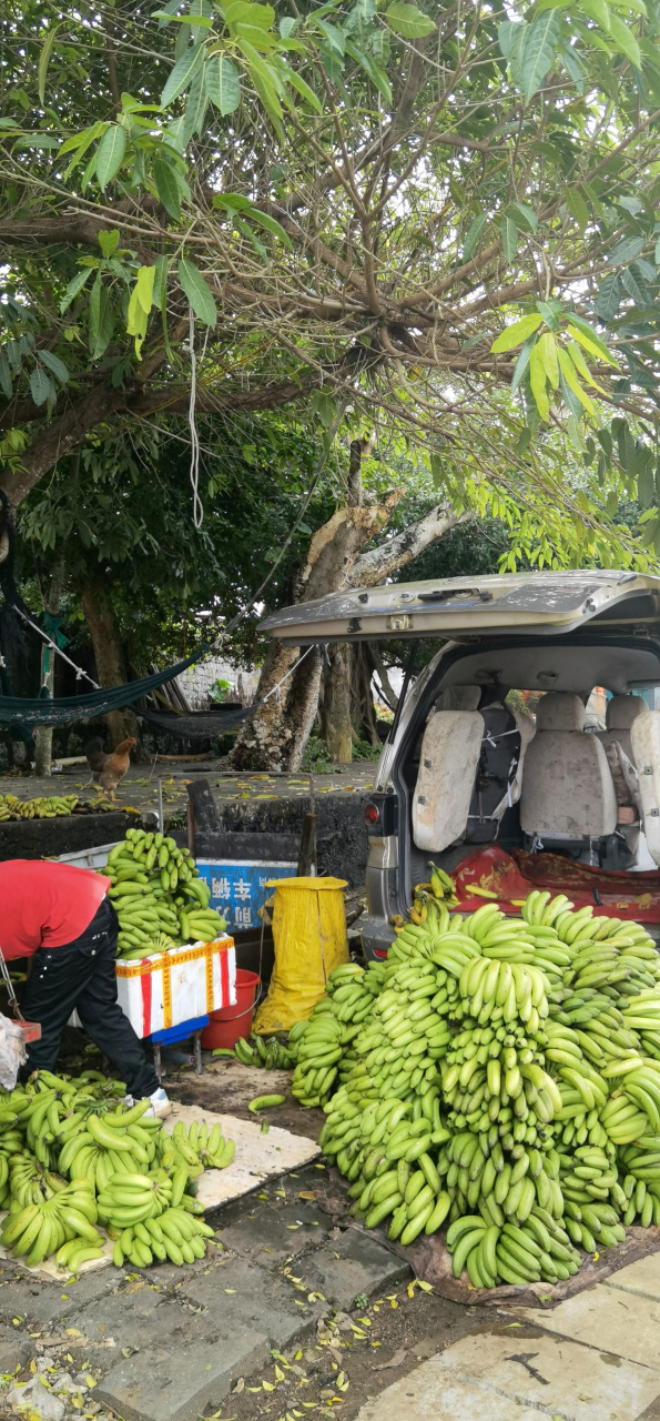 在一个村子看见一对夫妻在卖香蕉,应该是刚从树上摘下不久,还硬生生的