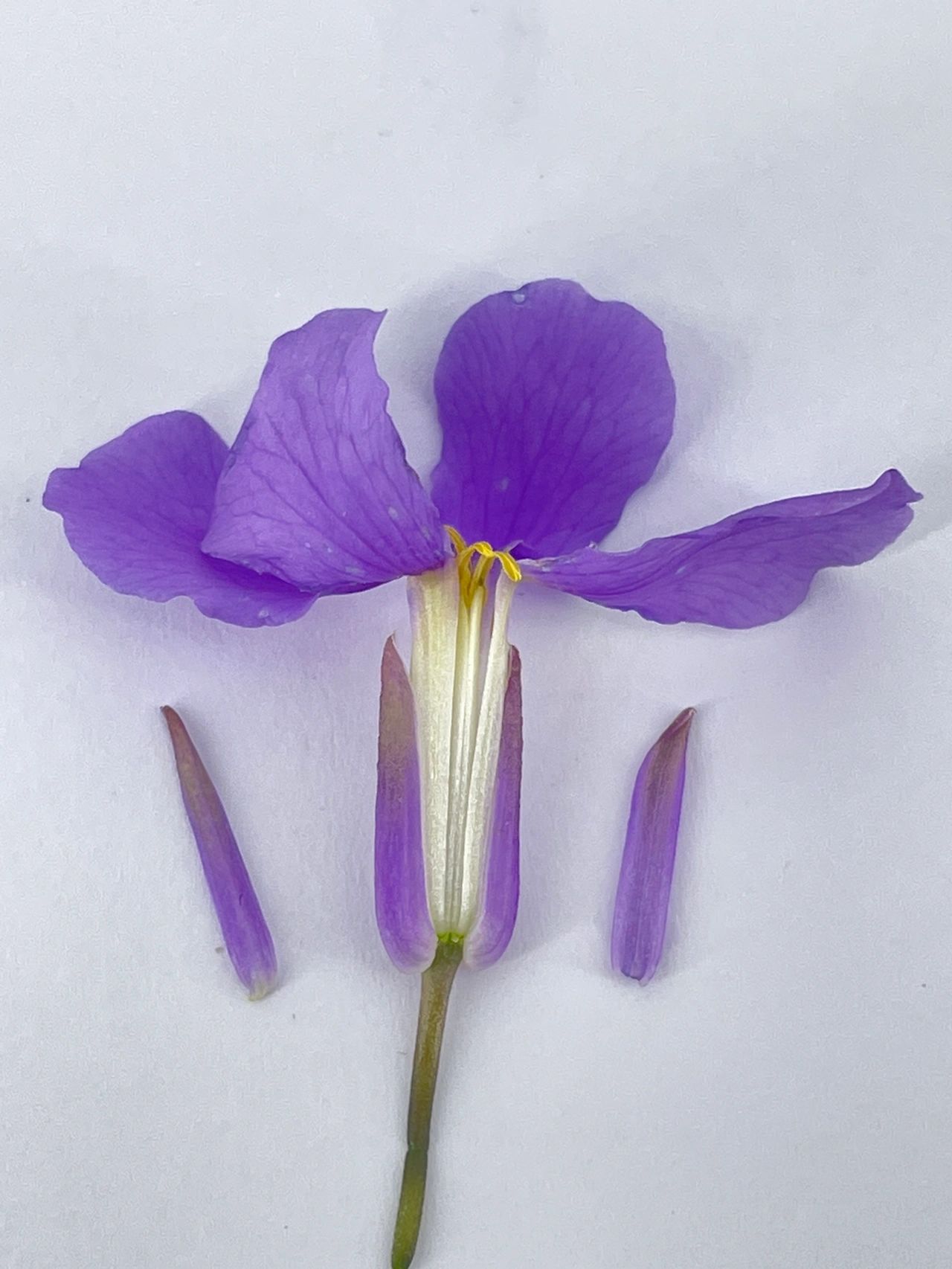 二月兰全素材 解剖细节图(共9张) 图一:二月兰花的全部零件 图二:二月