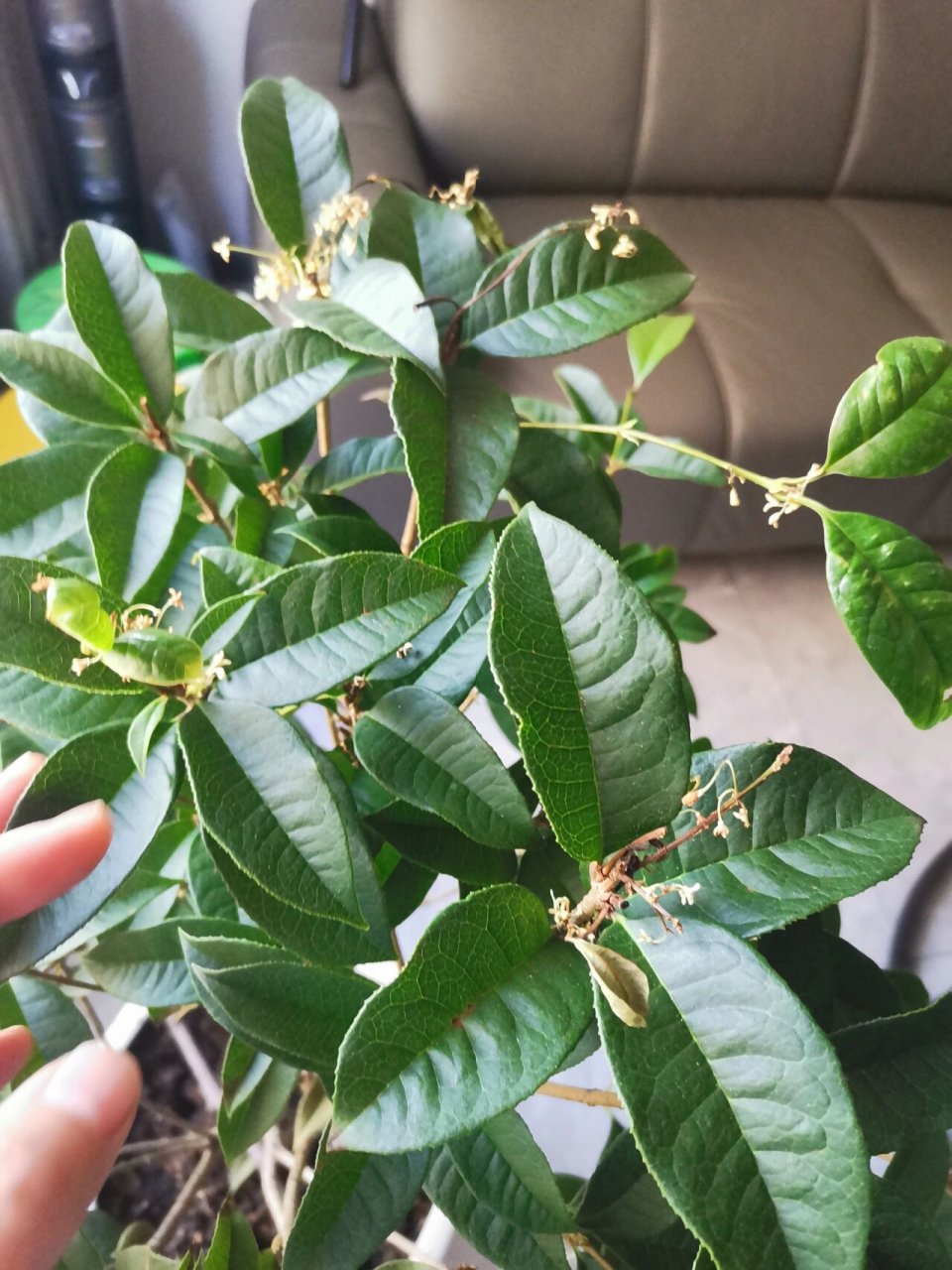 求助,桂花树的叶子都硬了该怎么办 一直不怎么爱开花 买了俩个月左右