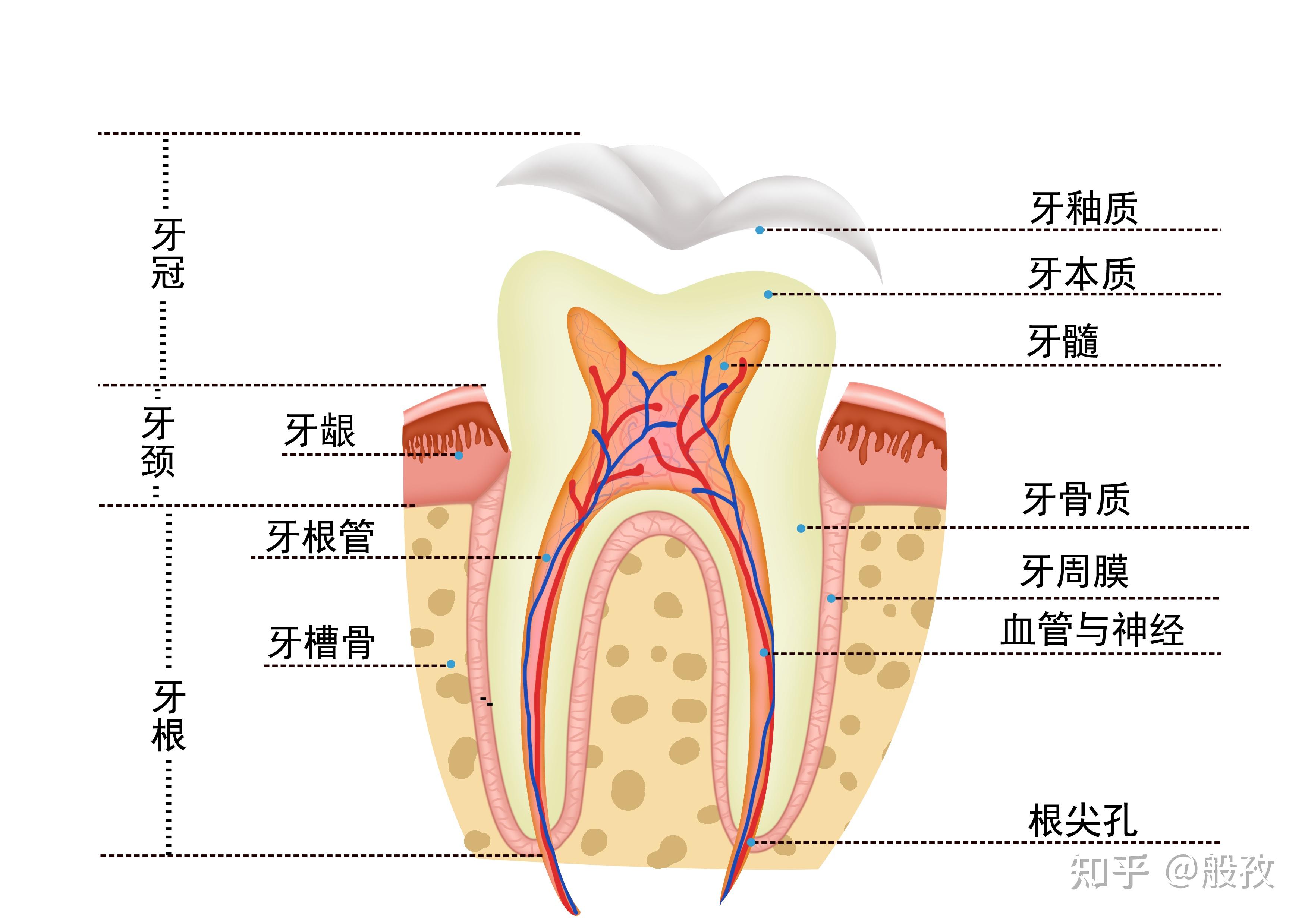 宝宝牙釉质脱落怎么办图片