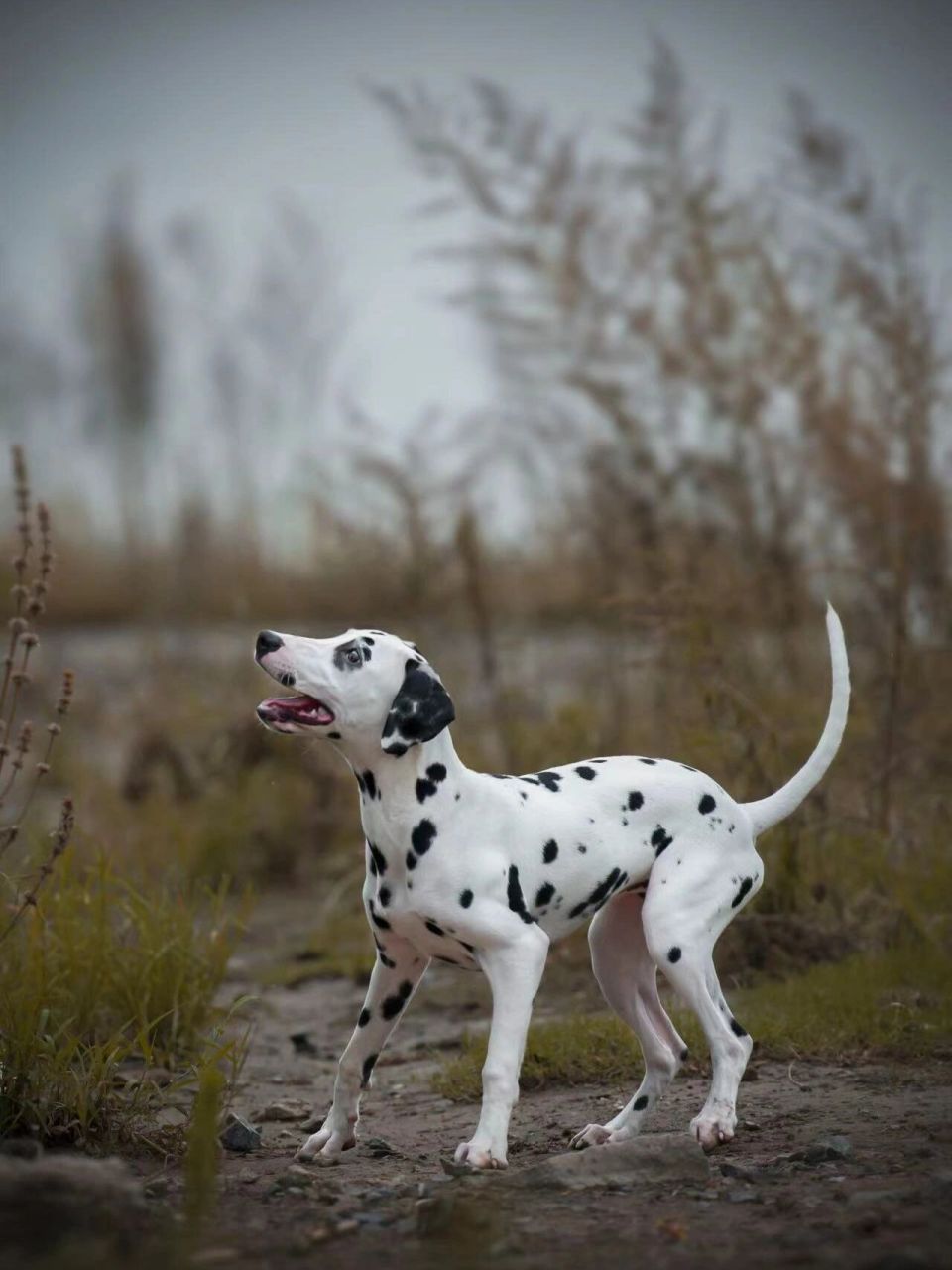 小狗小狗 #我家宠物好可爱# #大麦町犬# #斑点狗